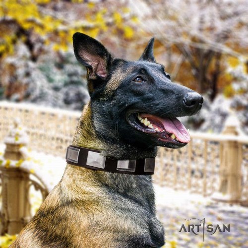 Leather dog collar with plates for Belgian Malinois